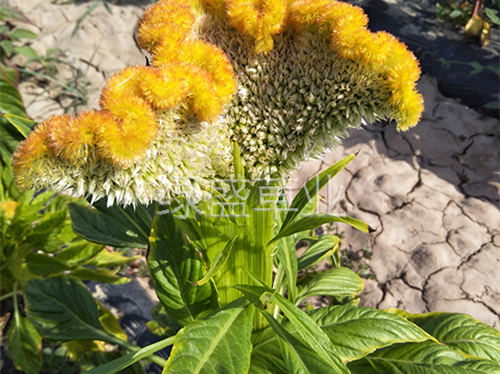 雞冠花